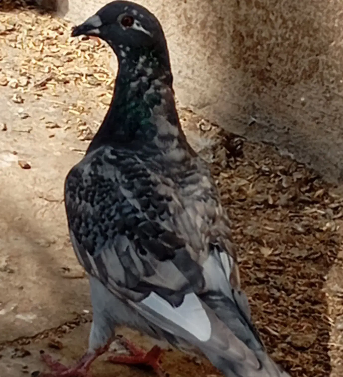 کازرون|پرنده|کازرون, |دیوار