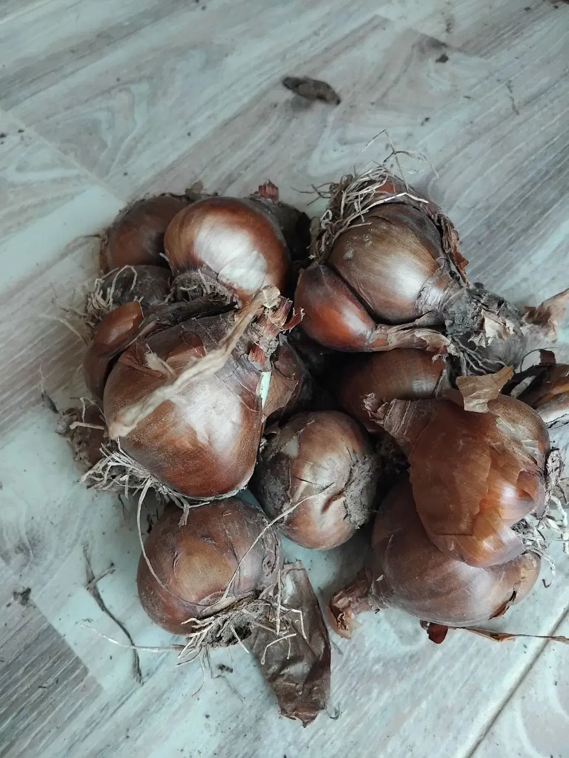 فروش پیاز گل نرگس|گل و گیاه طبیعی|آزادشهر, |دیوار