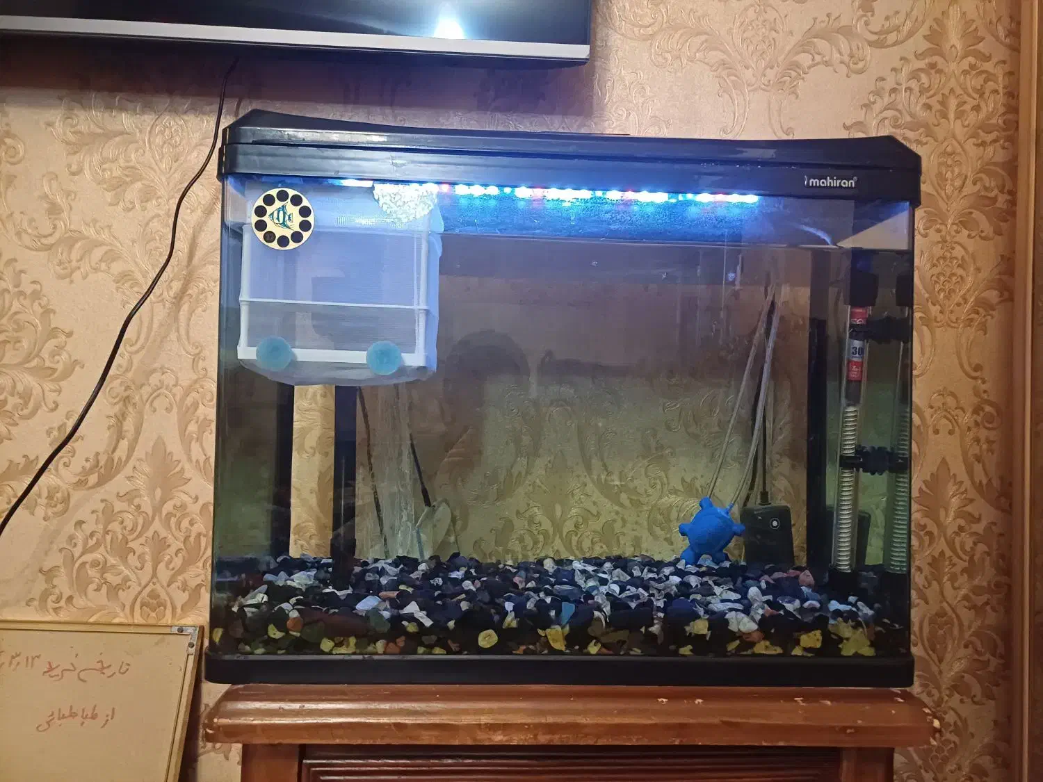 آکواریوم|ماهی|تبریز, |دیوار