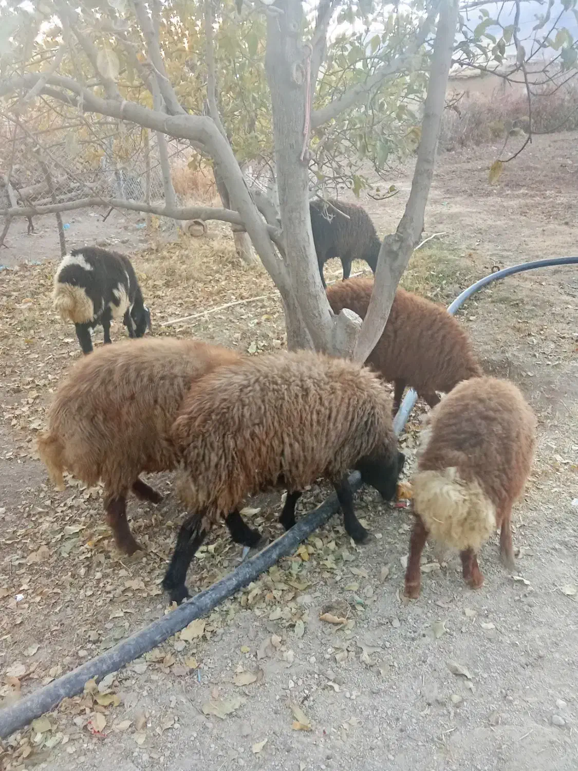 گوسفند نر|حیوانات مزرعه|دینور, |دیوار