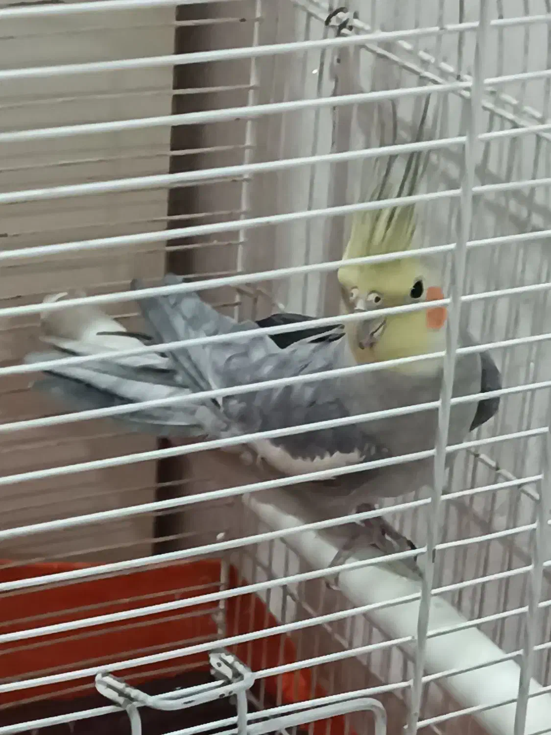 عروس هلندی سینامون نر با قفس|پرنده|تهران, مشیریه|دیوار