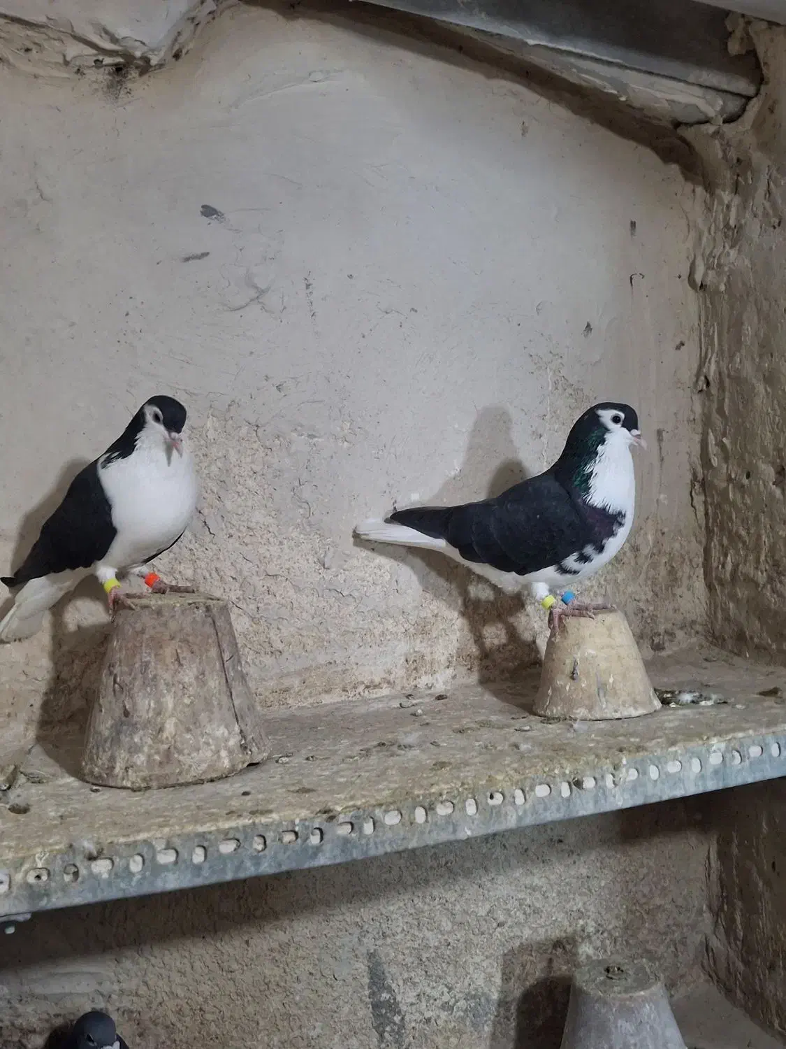 یک جفت شیخی|حیوانات|تبریز, |دیوار