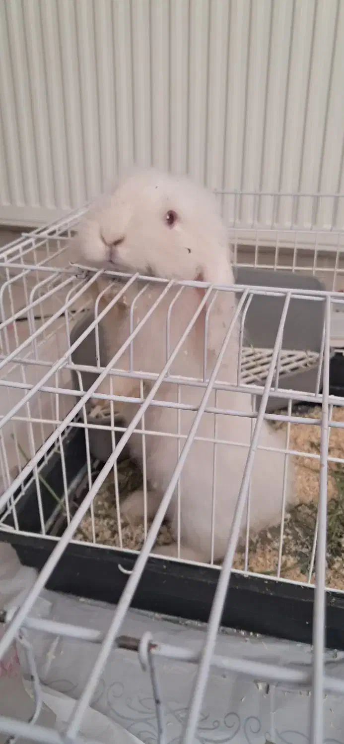 خرگوش لوپی ۸ ماهه سالم نر دو. تومن|موش و خرگوش|خرم‌آباد, |دیوار