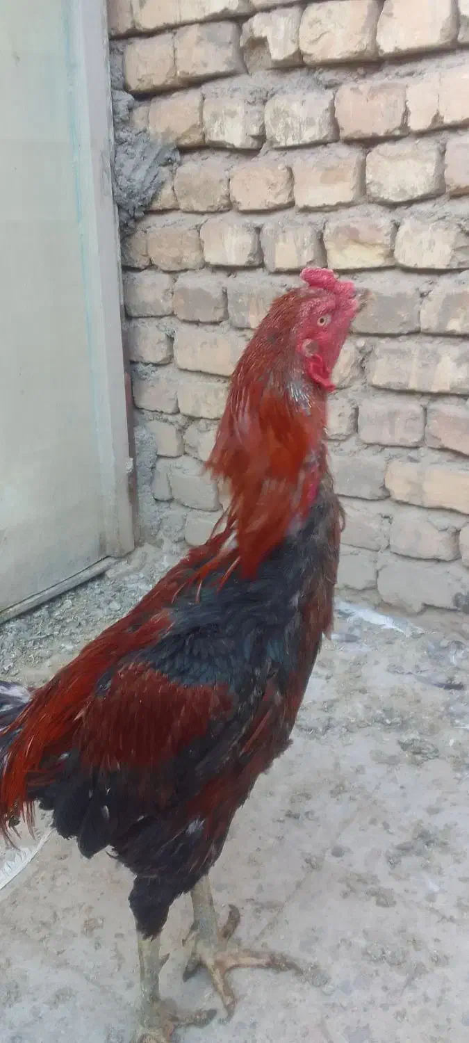 خروس لاری|حیوانات مزرعه|خمینیشهر, |دیوار