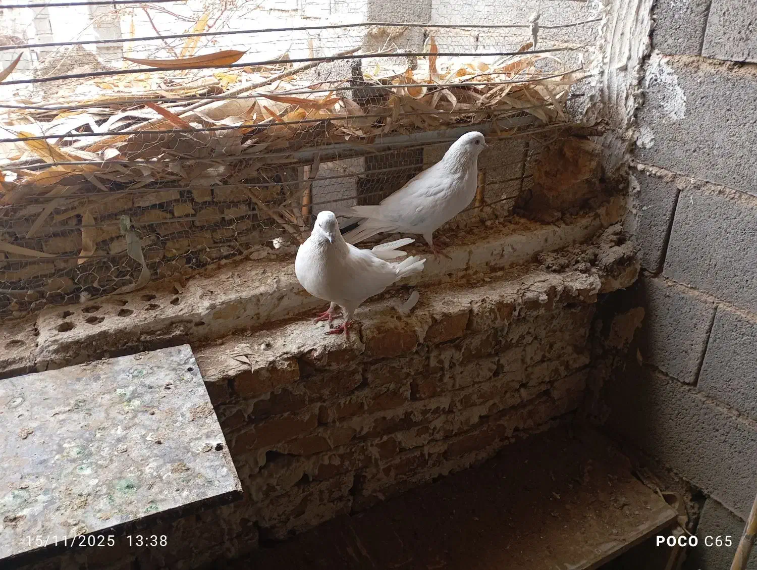 کفتر|پرنده|کویرات, |دیوار