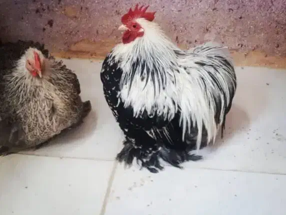 کوشین دارک|حیوانات مزرعه|مشهد, آبکوه|دیوار