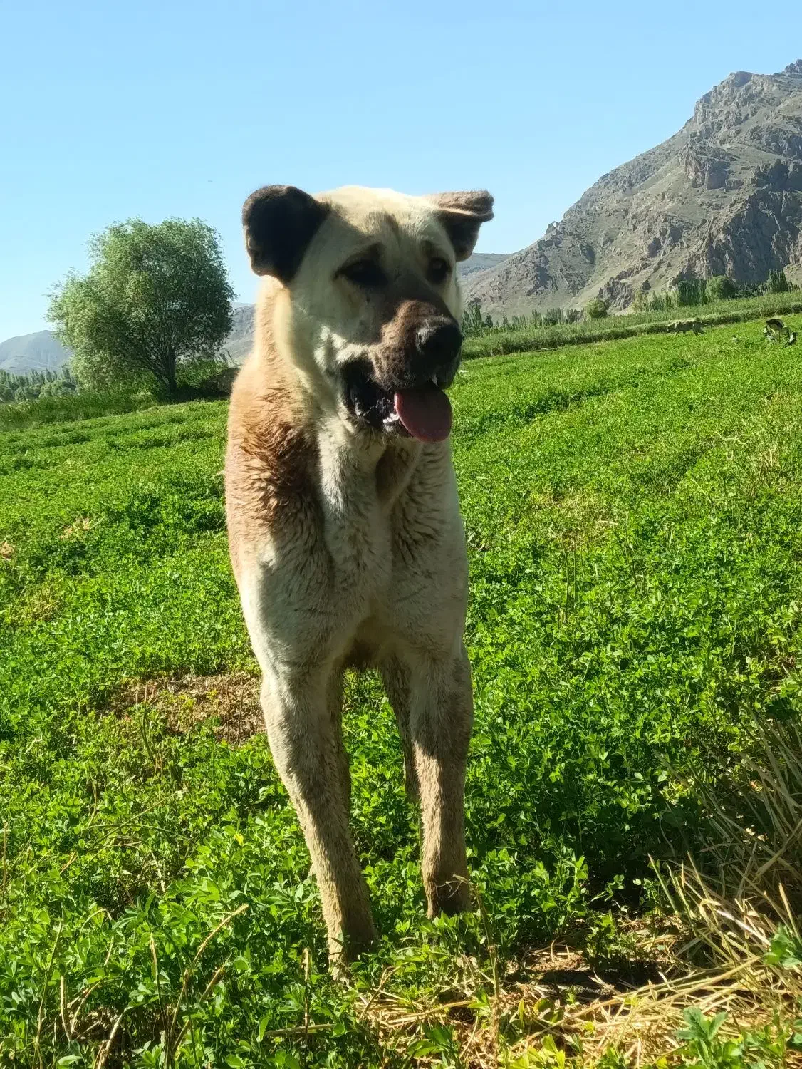 سگ سرابی|سگ|سلماس, |دیوار