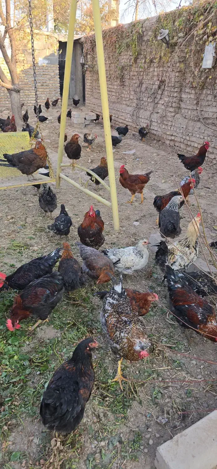 فروش خروس رسمی سلامت بهشرط|حیوانات مزرعه|پاکدشت, پاکدشت (مامازند)|دیوار