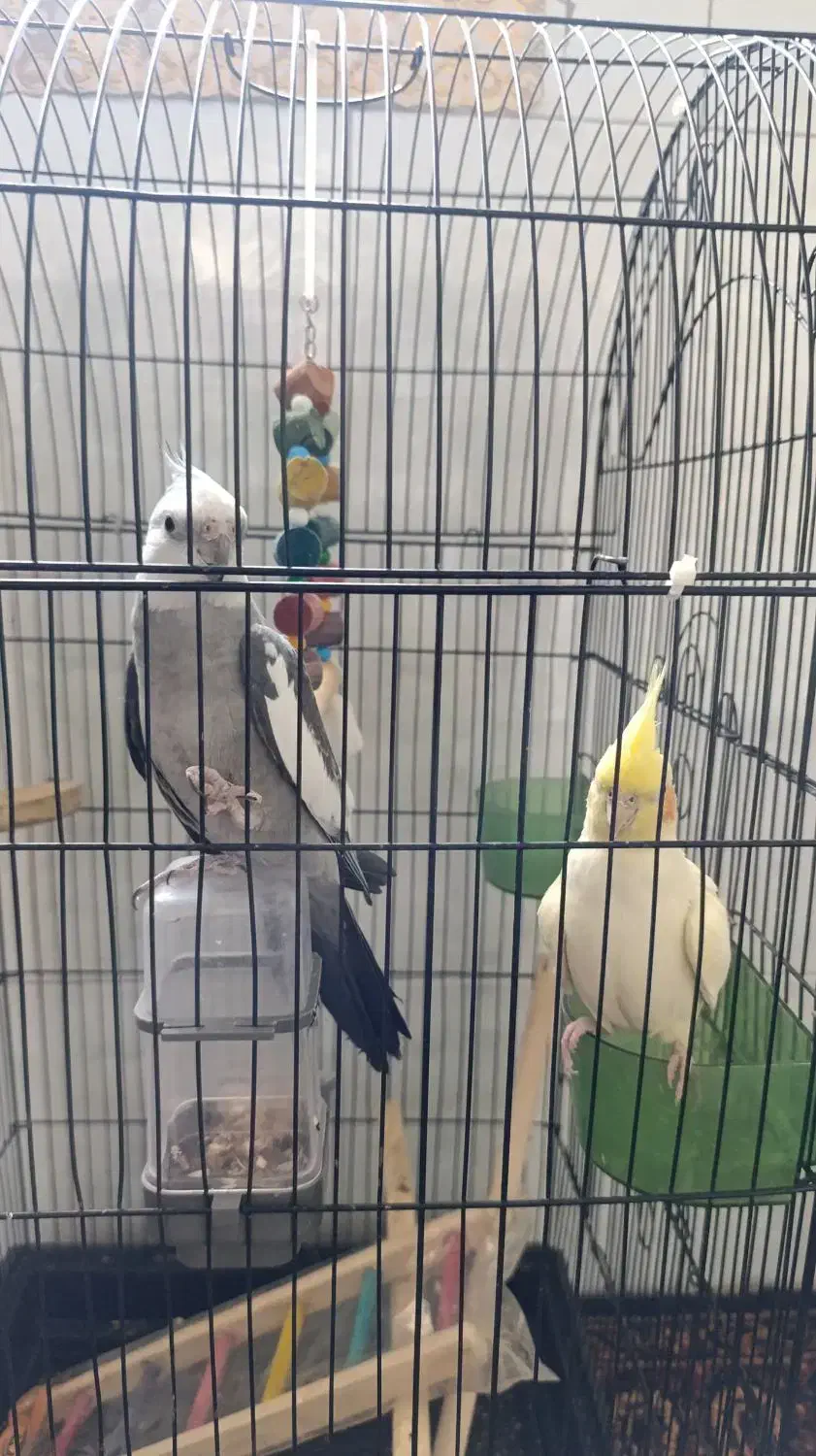 عروس هلندی|پرنده|زاغه, |دیوار