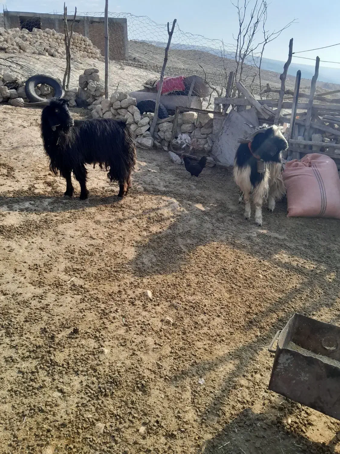 ساورن|حیوانات مزرعه|ایوان, |دیوار