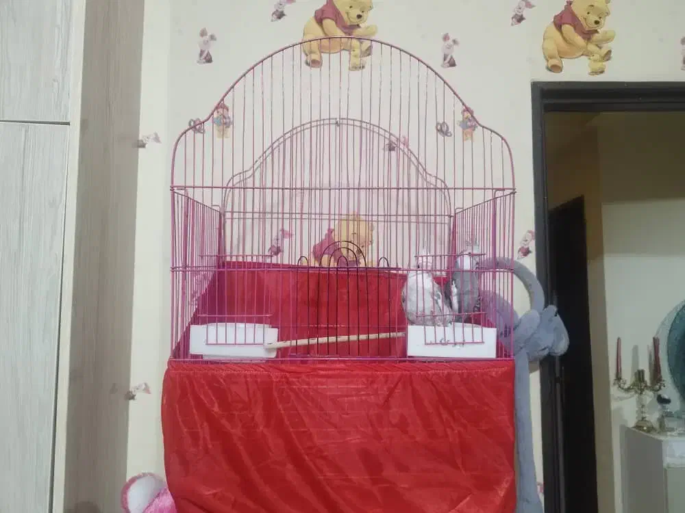 عروس هلندی گم شده|حیوانات|ارومیه, |دیوار