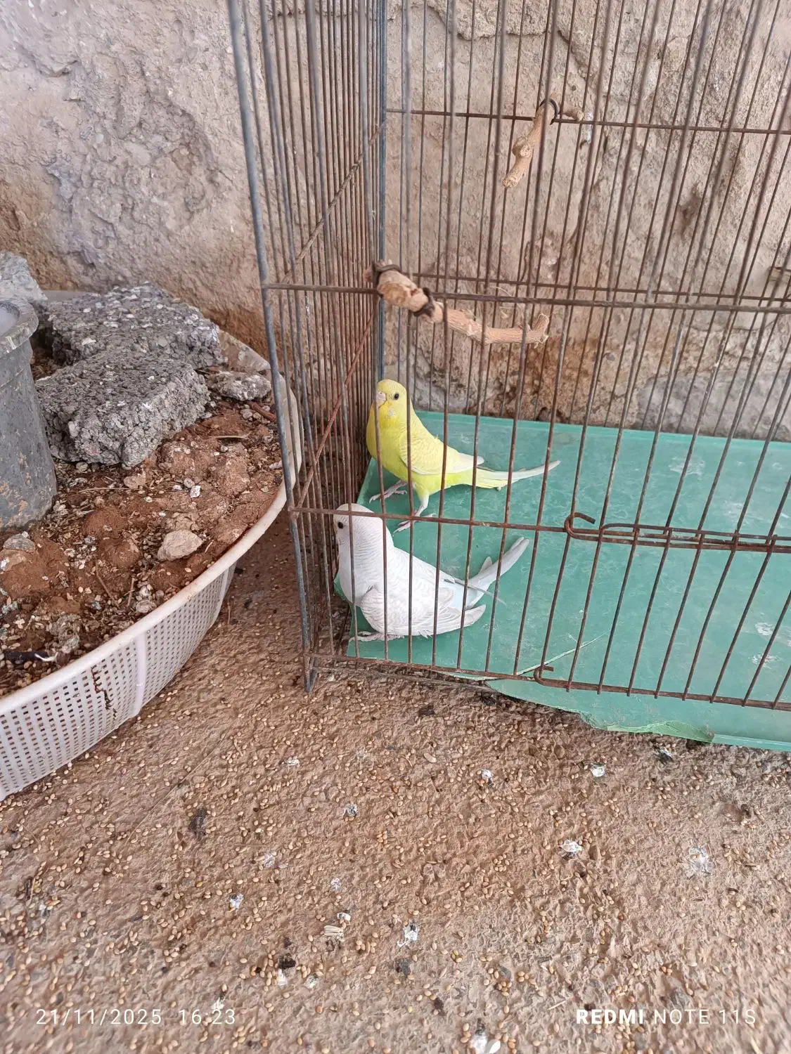 مرغ عشق|پرنده|زرین آباد, |دیوار