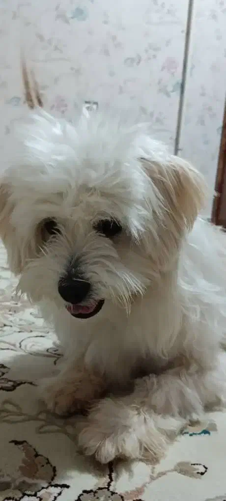 سگ پاکوتاه|سگ|کرج, کوی کارمندان شمالی|دیوار