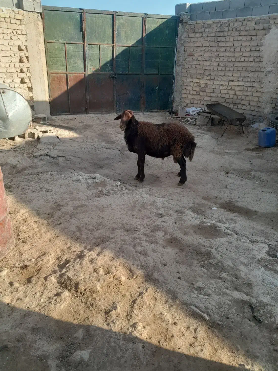 یک راس قوچ افشار جوان|حیوانات مزرعه|مرودشت, کناره|دیوار