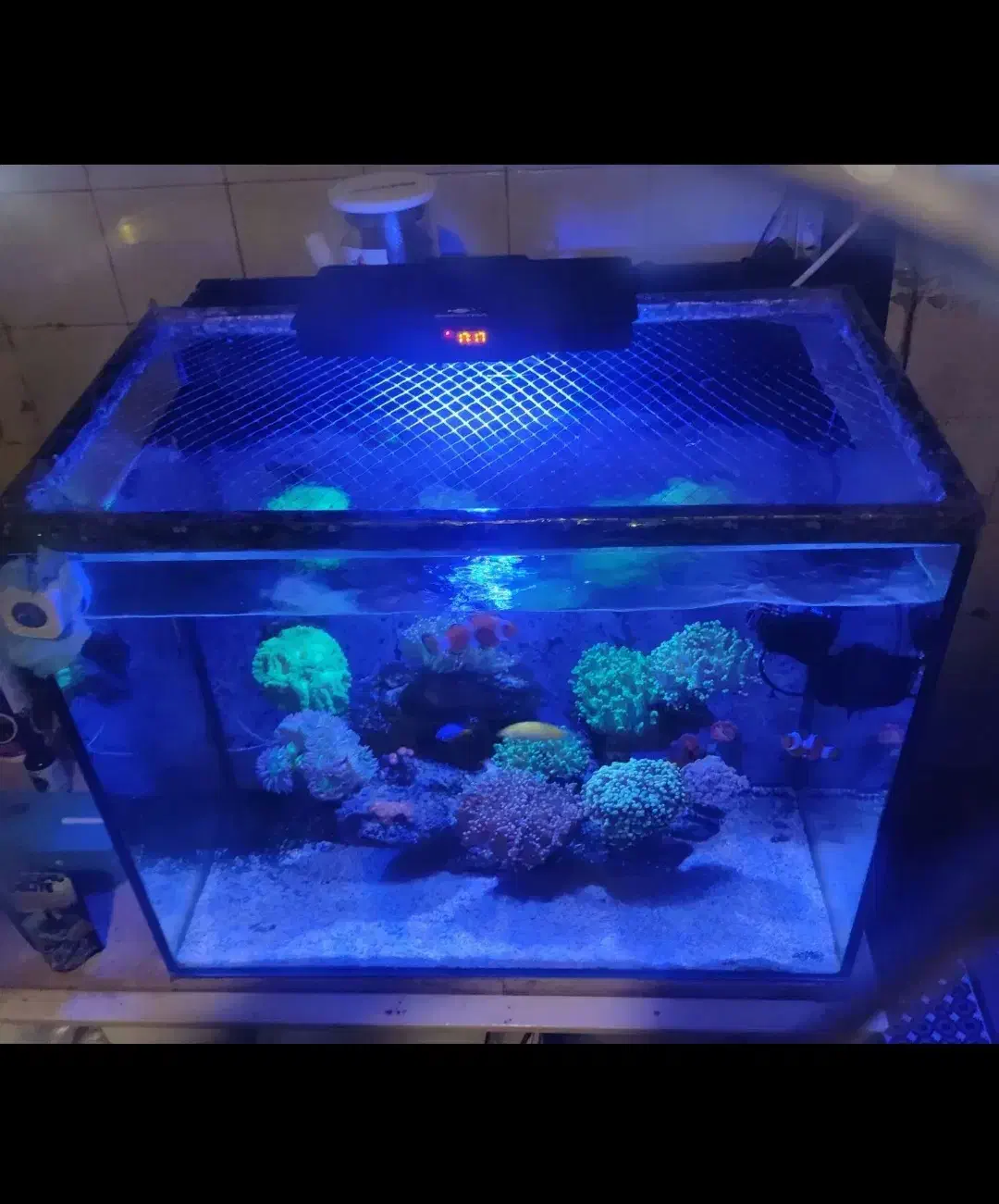 مرجان آب شور|ماهی|ری, دیلمان|دیوار