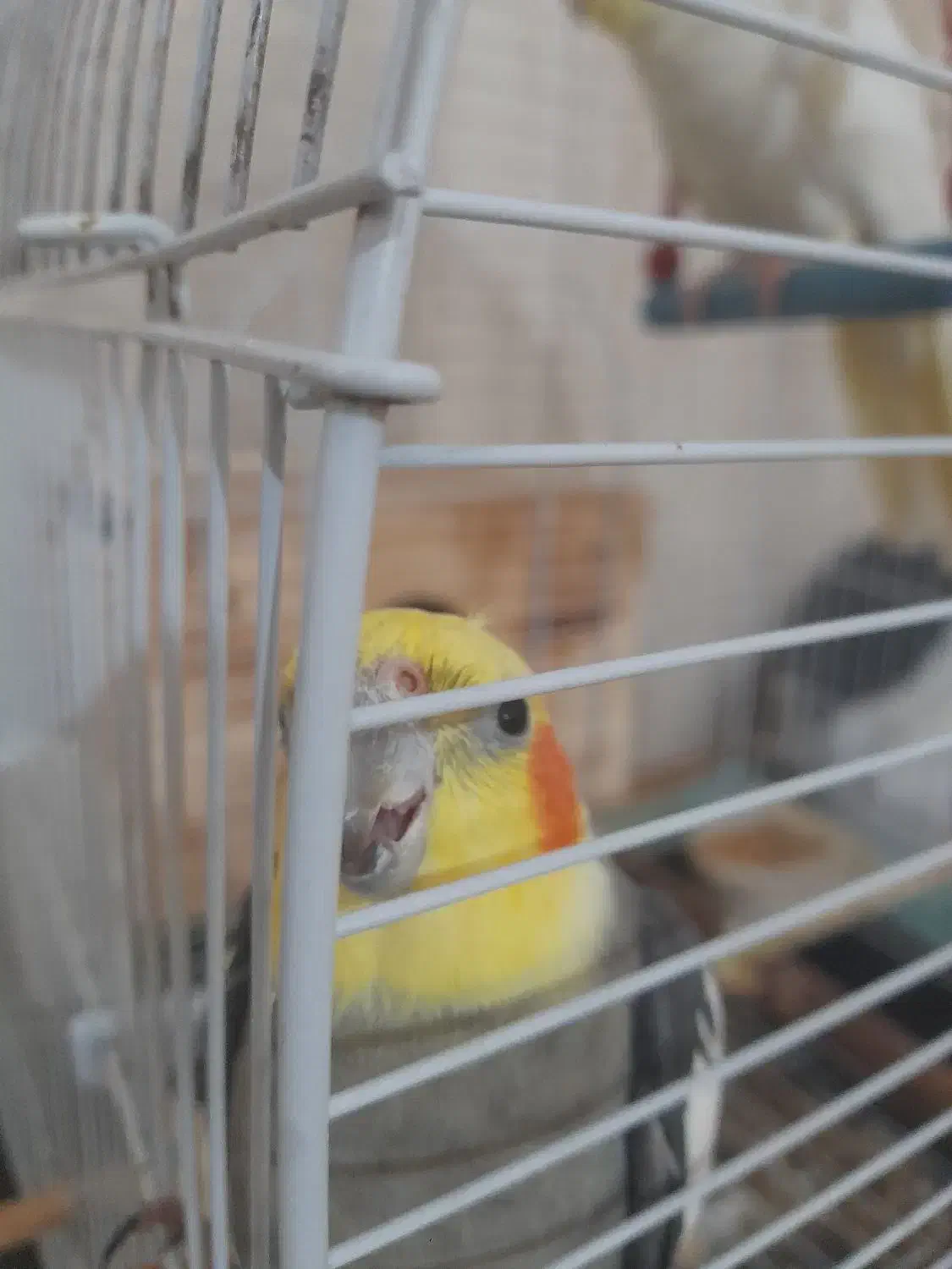 عروس هلندی|پرنده|رشت, پاره بیجار|دیوار