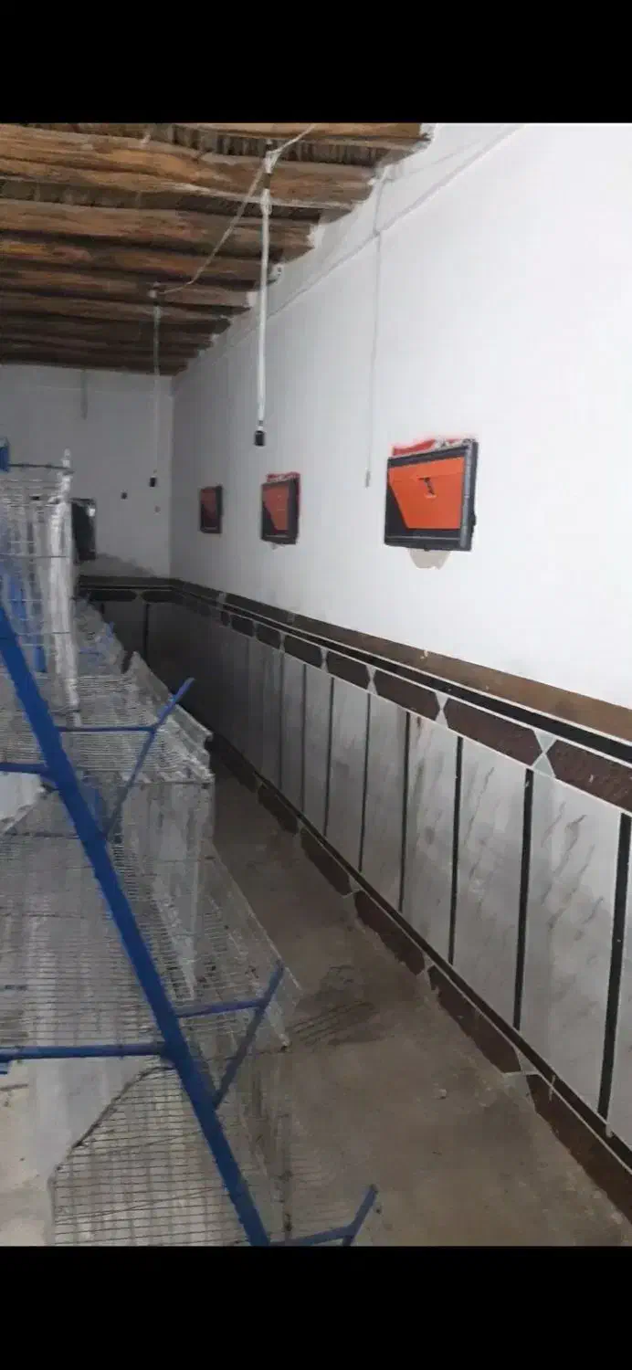 قفس مرغ تخم گذار|لوازم جانبی حیوانات|سراوان, |دیوار