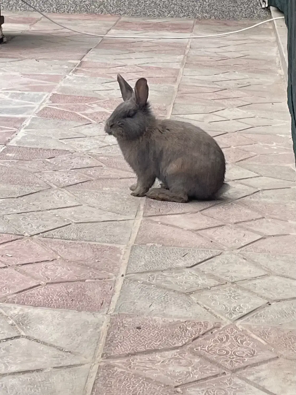 خرگوش|موش و خرگوش|بیرجند, |دیوار