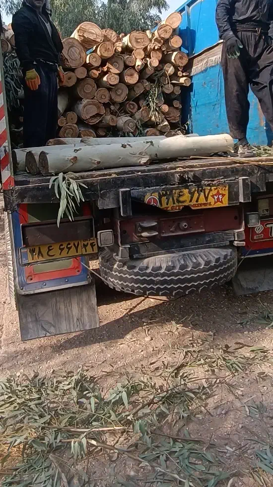 برش و خرید چوب|خدمات باغبانی و درختکاری|اندیمشک, |دیوار