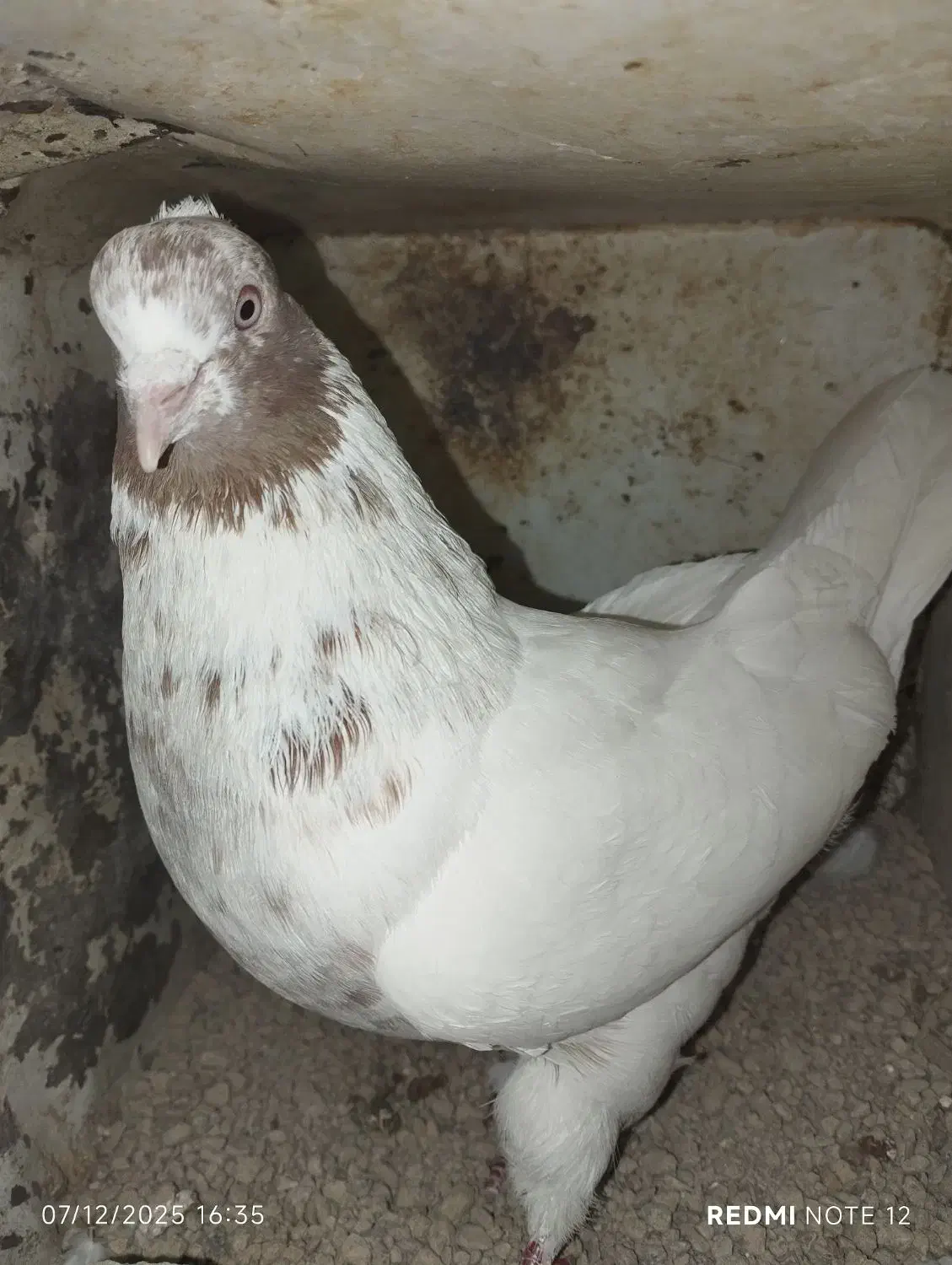 کفتر|پرنده|اردکان, |دیوار