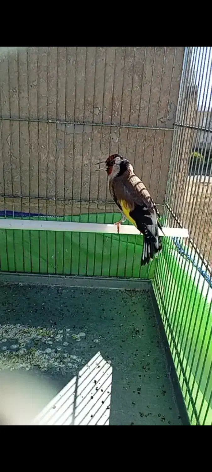 سهره نر جفتی|پرنده|تهران, مشیریه|دیوار