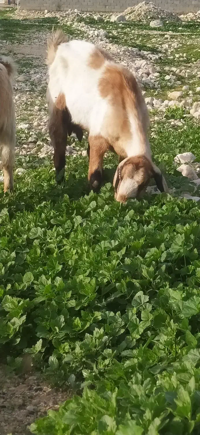 فروش دوتابز|حیوانات مزرعه|مهر, |دیوار