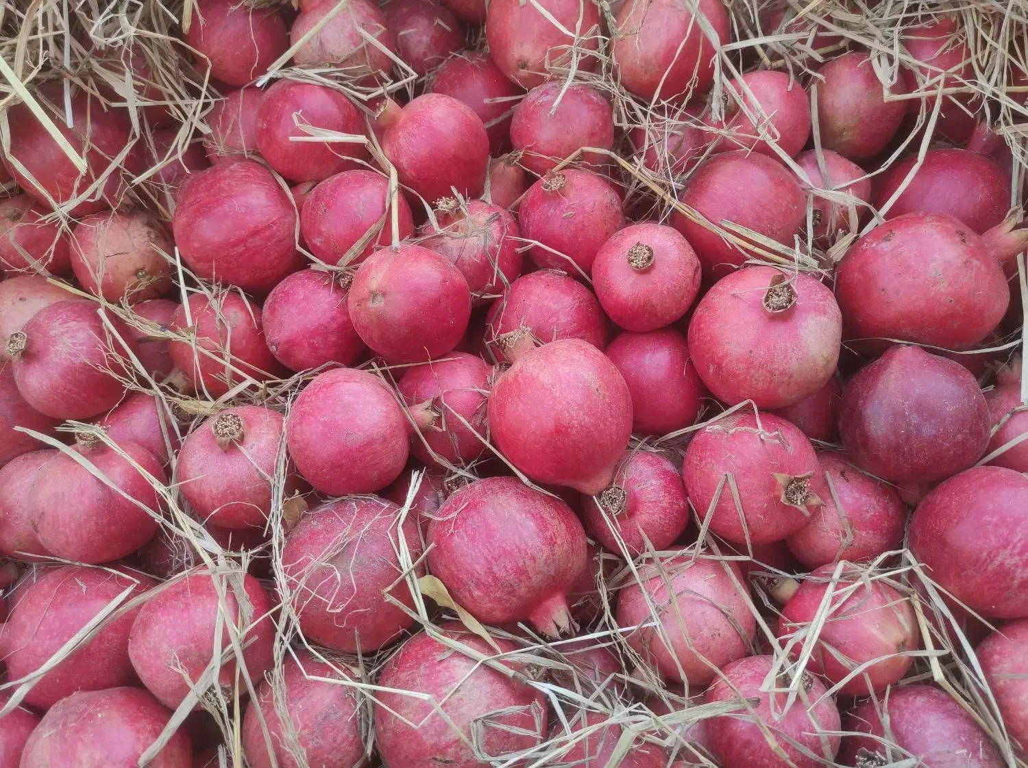 فروش انار قصردشت|خوردنی و آشامیدنی|شیراز, فرهنگ شهر|دیوار