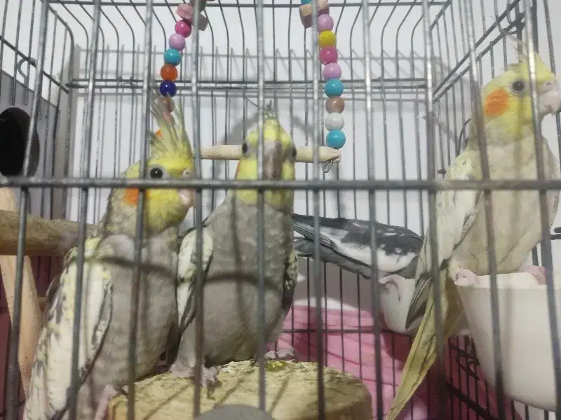 فروش|پرنده|تهران, مخصوص|دیوار