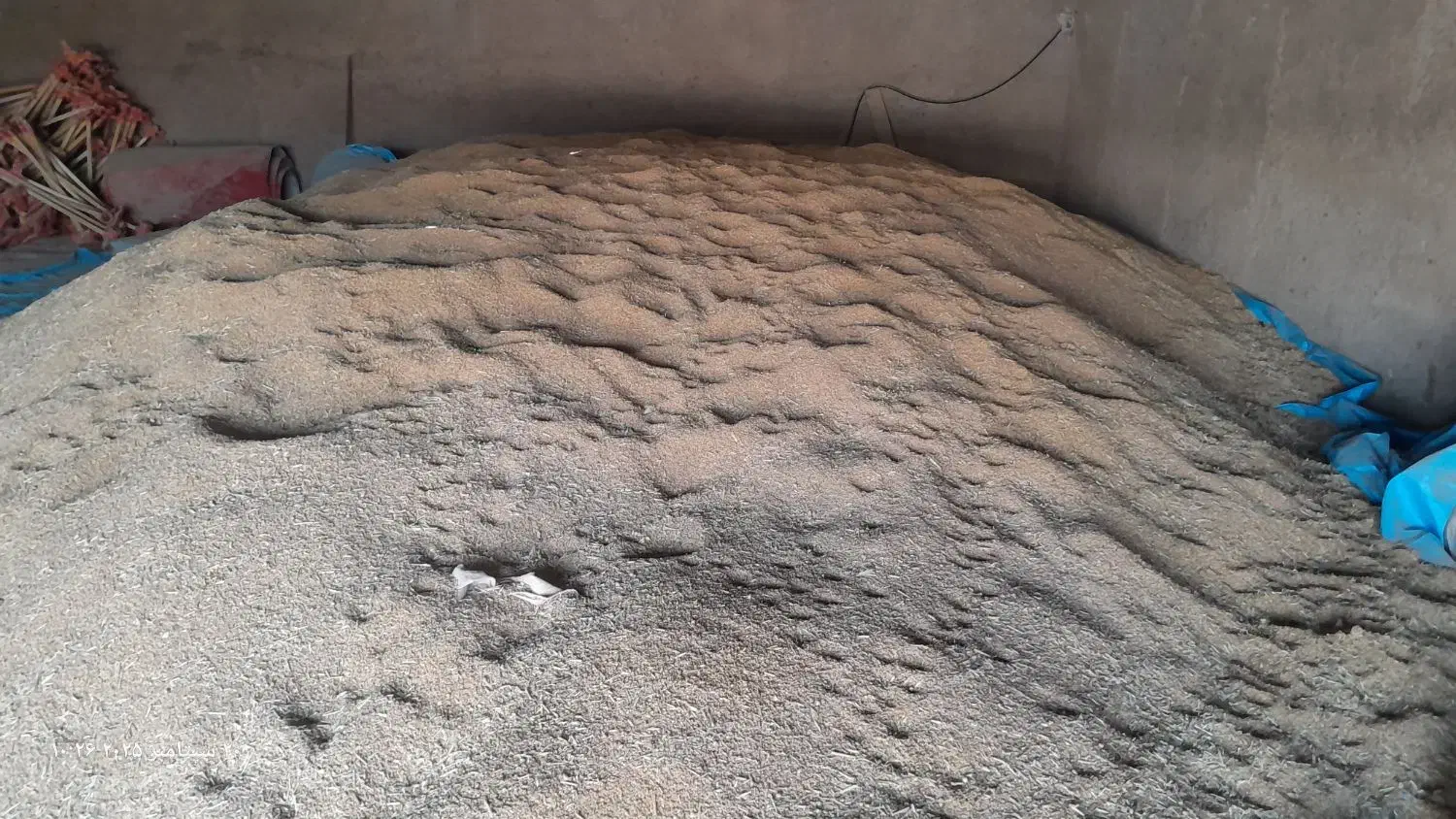 گندم حیدی|عمده‌فروشی|آبکوه, |دیوار