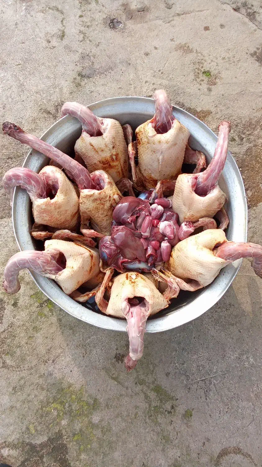 اردک و غاز محلی مرغ و خروس کبابی|حیوانات مزرعه|رشت, پل تالشان|دیوار