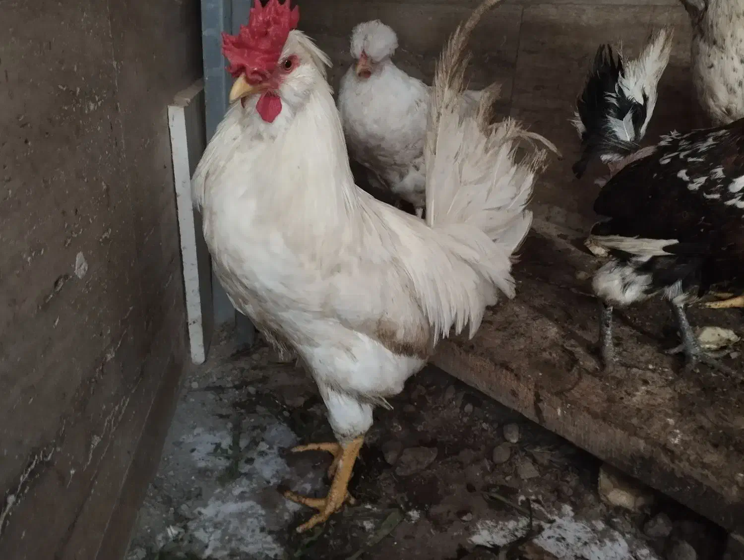 خروس|حیوانات مزرعه|اندیشه, اندیشه فاز ۴|دیوار