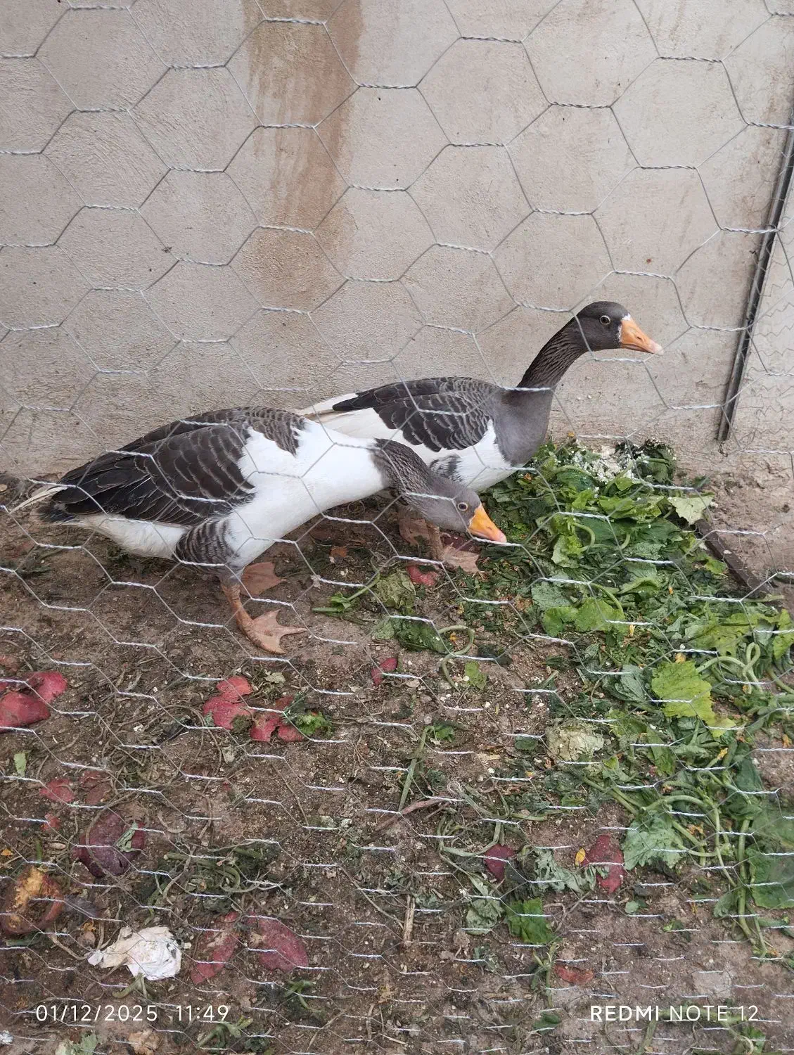 قاز محلی و مرغ محلی فریک|حیوانات مزرعه|تاکستان, |دیوار