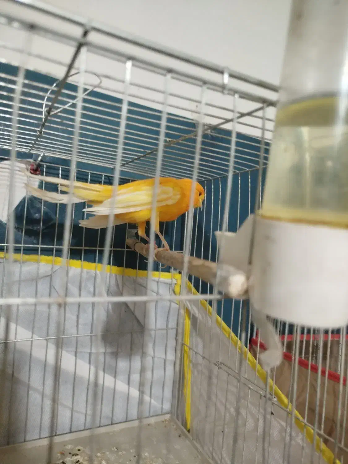 سقا قناری|پرنده|کرمان, |دیوار