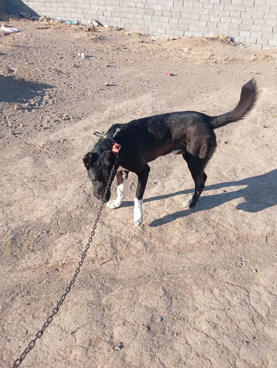 سگ گله واگزار میشود|سگ|قائن, |دیوار