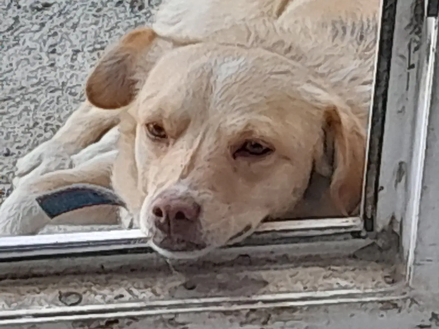 سرم برای درمان بیماری پاروا توله سگ|لوازم جانبی حیوانات|رباط‌کریم, رباط‌کریم|دیوار