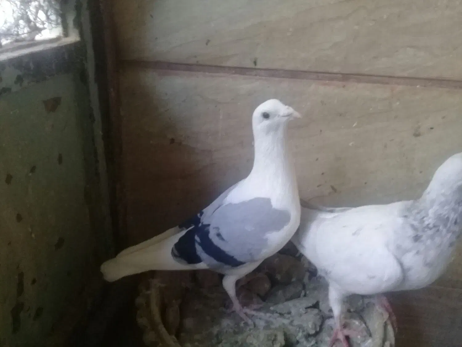 چندکبوترفروشی برای هواوجوجه کشی واکسن خورده|پرنده|مشهد, کوشش|دیوار