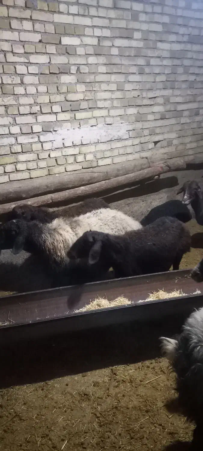 ۲۲ عدد گوسفند|حیوانات مزرعه|سردرود, |دیوار