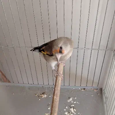 ماده سهره گل بلند|پرنده|کرمان, |دیوار