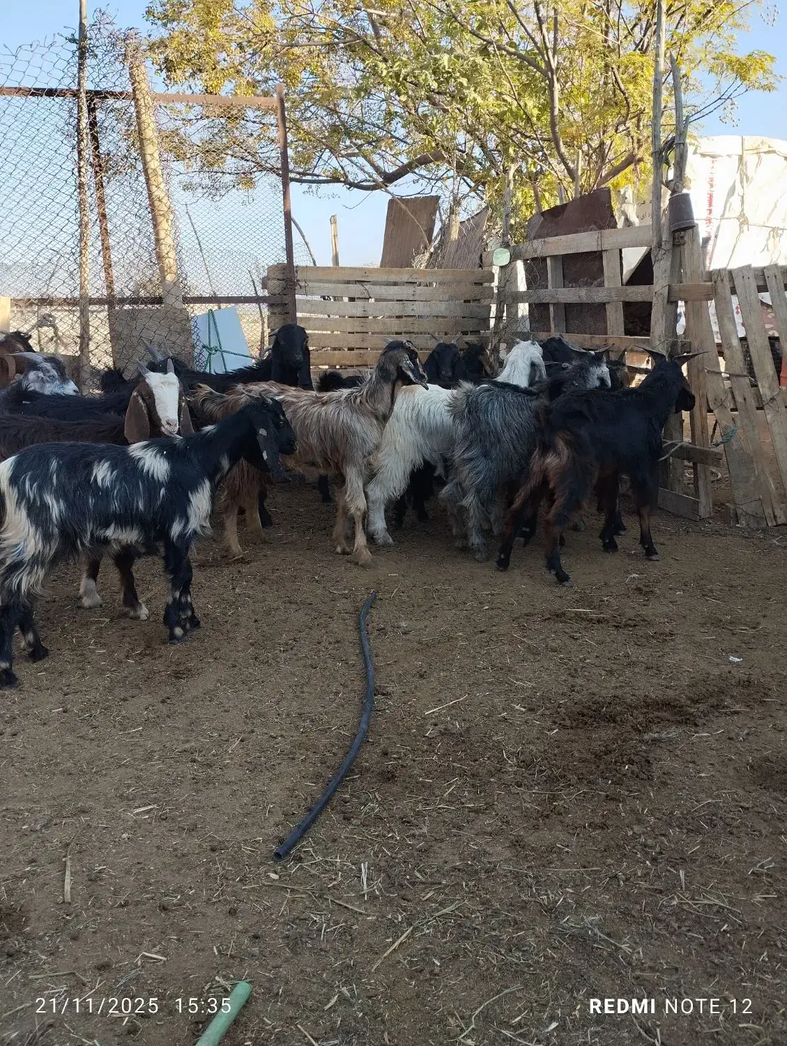 8عدد کهره نرو5عدد ماده|حیوانات مزرعه|جهرم, |دیوار