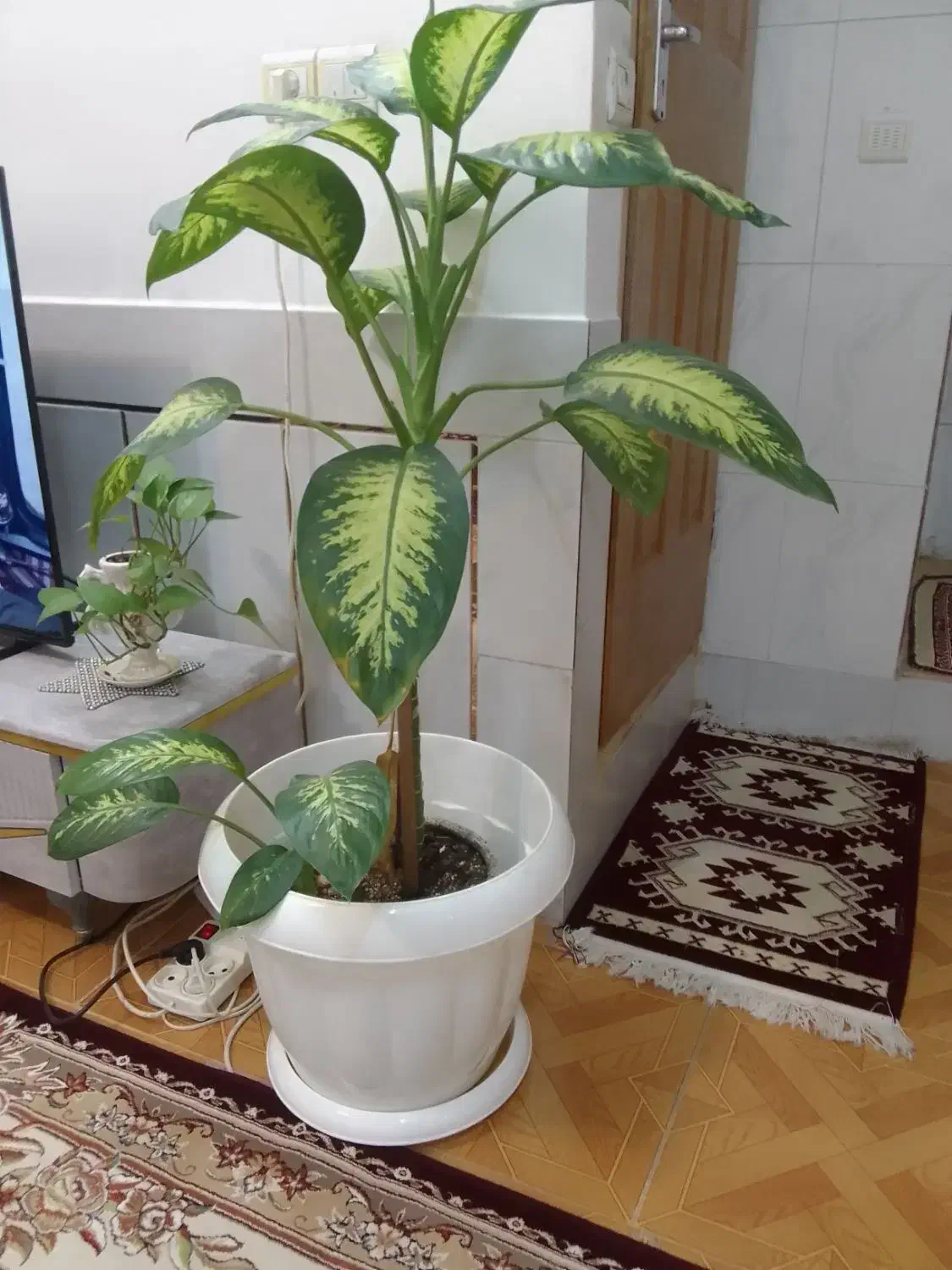 گل دیفن باخیا|گل و گیاه طبیعی|شهرضا, |دیوار