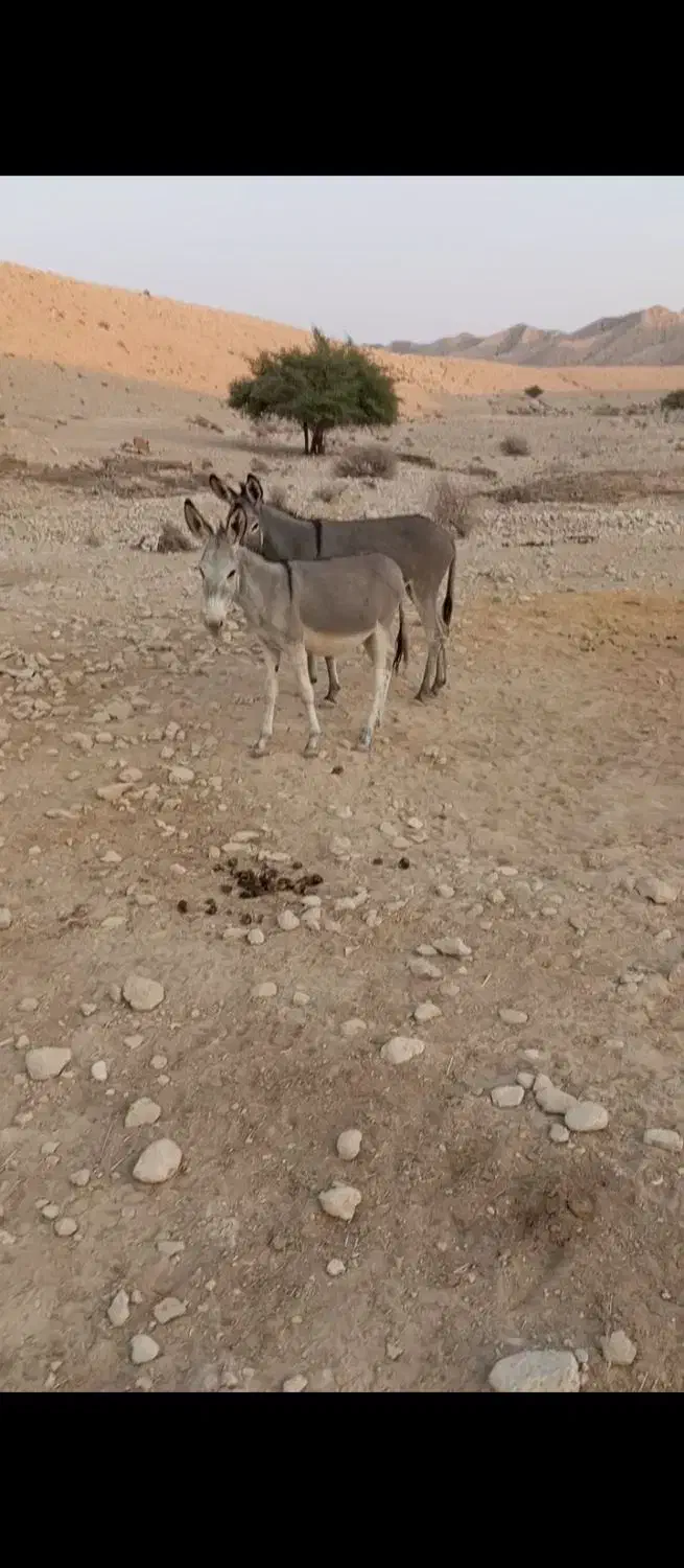 سه تا کره الاغ|حیوانات مزرعه|لامرد, |دیوار