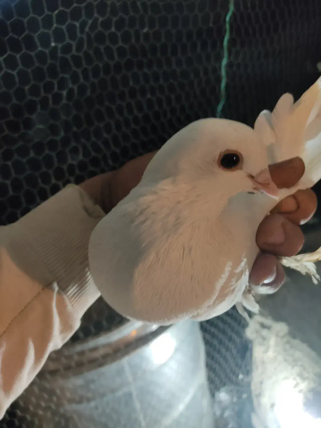 کبوتر ابلاغ و آغ لوتی|پرنده|اسکو, |دیوار