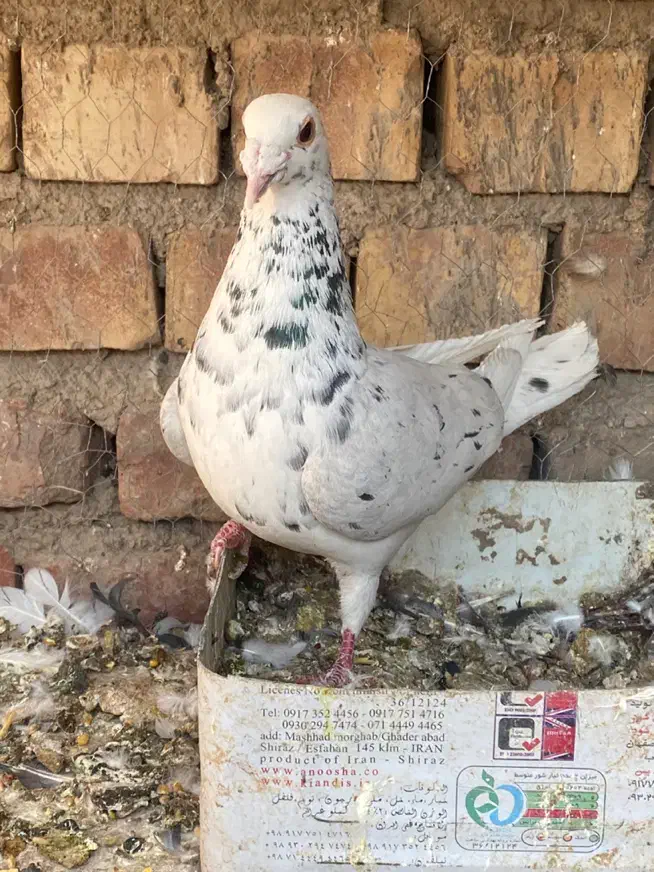 سار|پرنده|کرمان, |دیوار