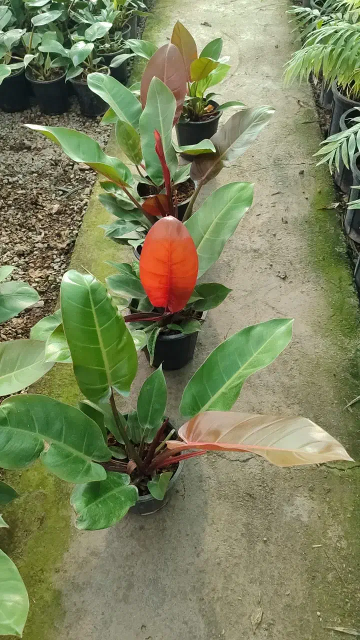 انواع گل ها آپارتمانی بیرونی|گل و گیاه طبیعی|نیشابور, ناسیونال|دیوار