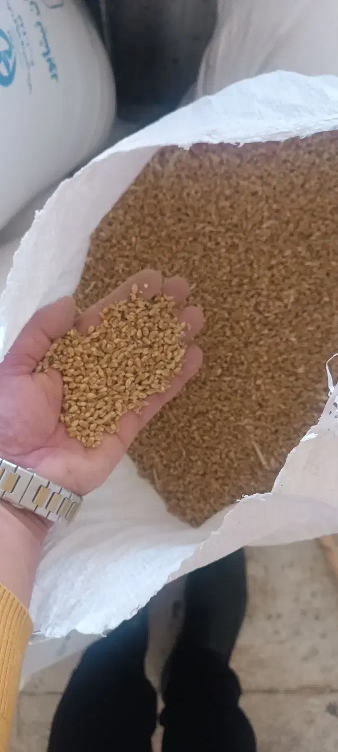 فروش بذر گندم|عمدهفروشی|نیشابور, ماروسک|دیوار