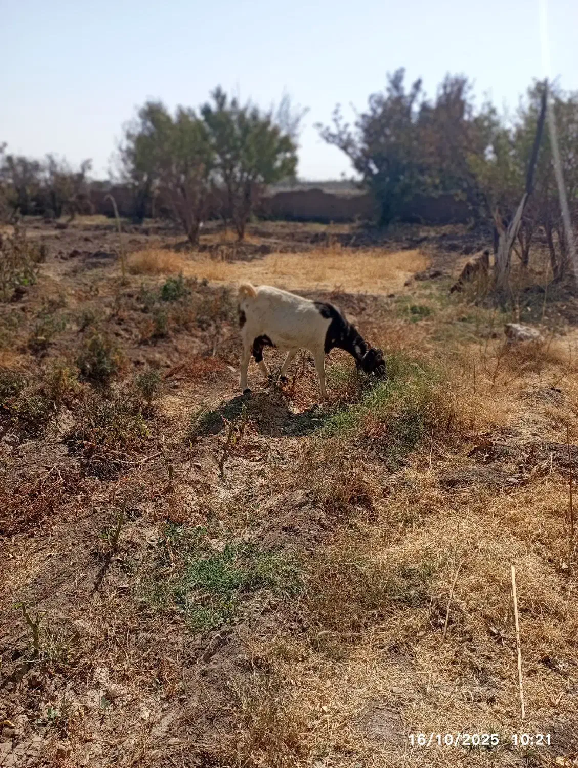 معامله بامتور|حیوانات مزرعه|باخزر, |دیوار