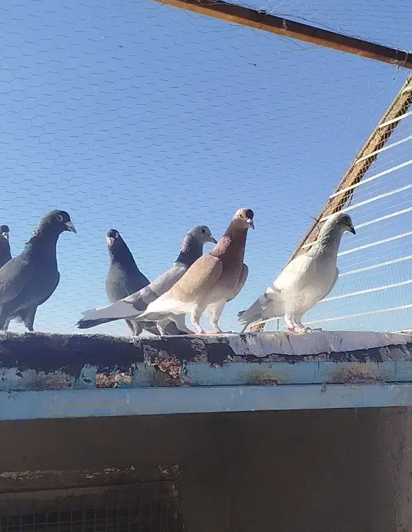 کبوتر سوراخ|پرنده|ماهان, |دیوار