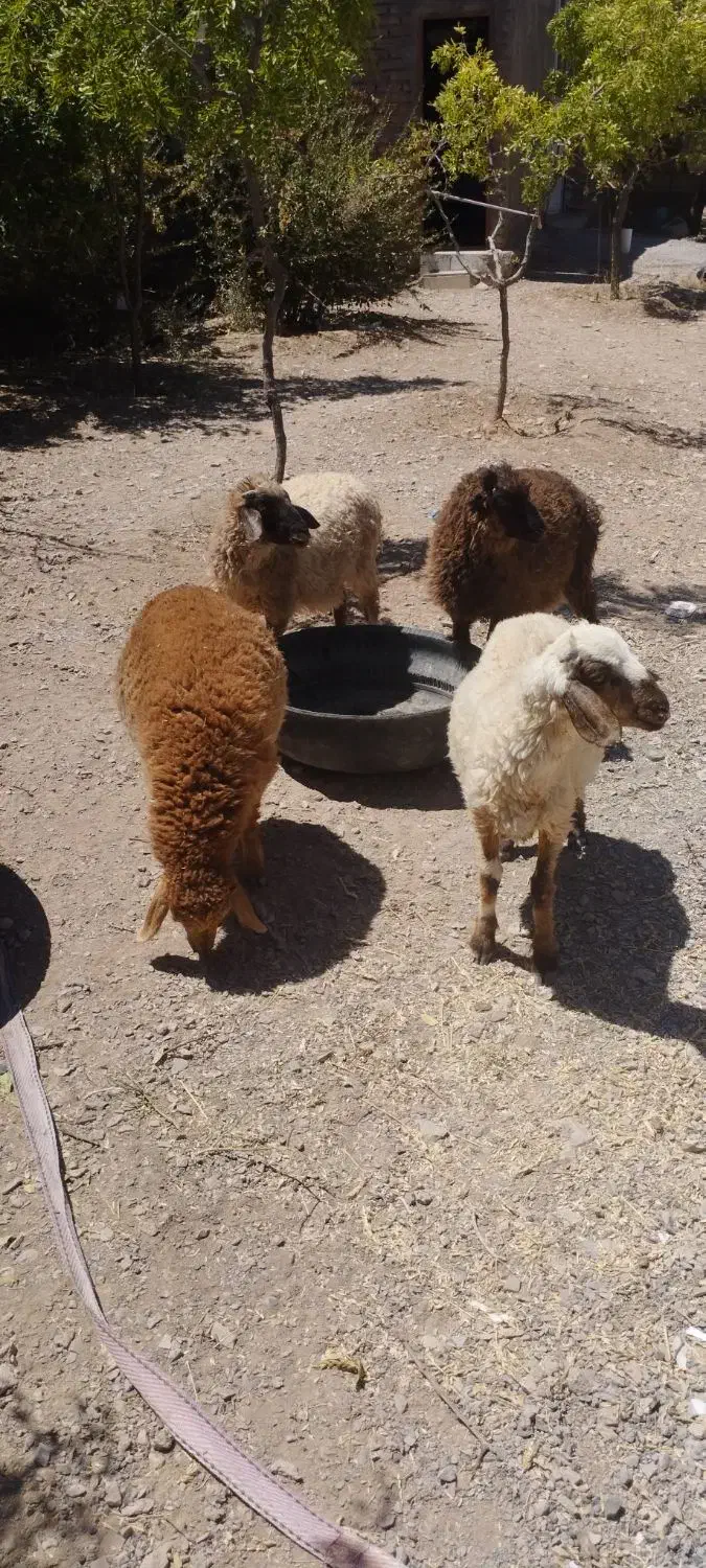 بره نر|حیوانات مزرعه|مود, |دیوار