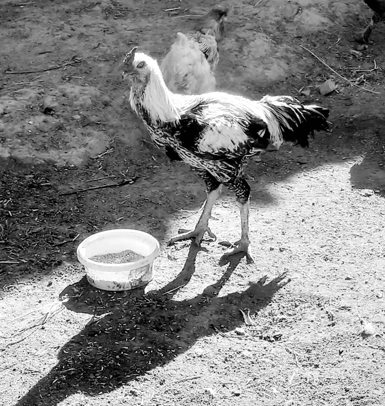 خروسلاری|حیوانات مزرعه|صحنه, |دیوار