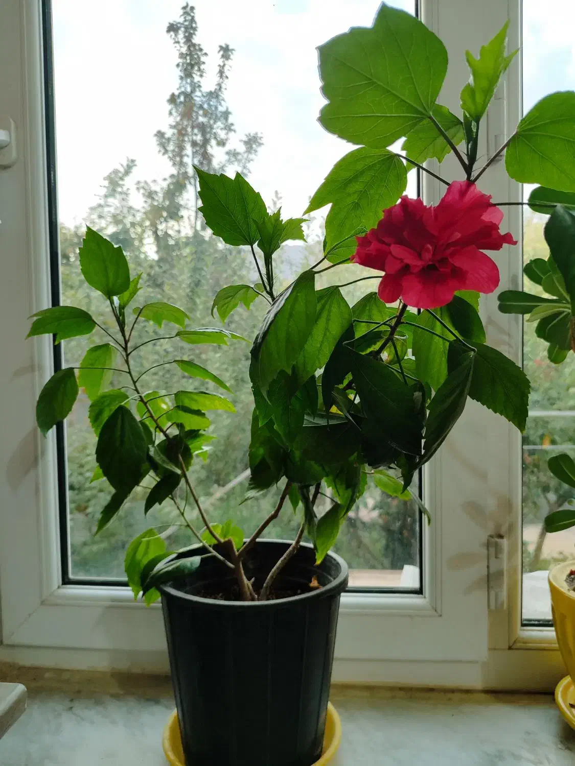 گل ختمی چینی|گل و گیاه طبیعی|جلفا, |دیوار